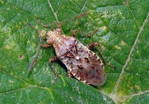 Rhopalus subrufus